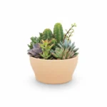 Succulenten-Cactus schaal beplant