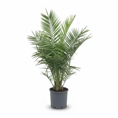 Kanarische Dadelpalm (Phoenix canariensis)