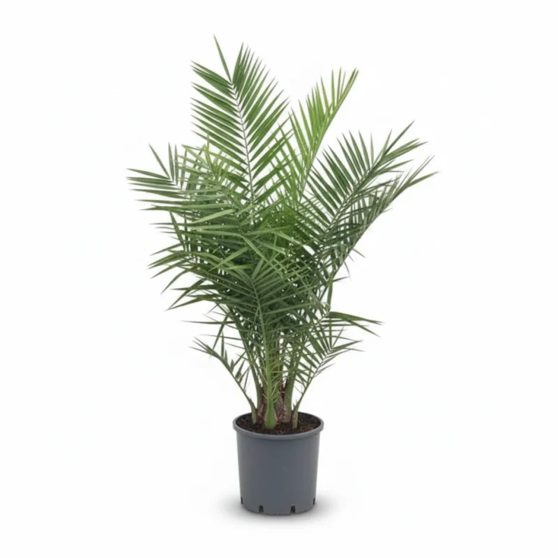Kanarische Dadelpalm (Phoenix canariensis) kopen bij Plantscount