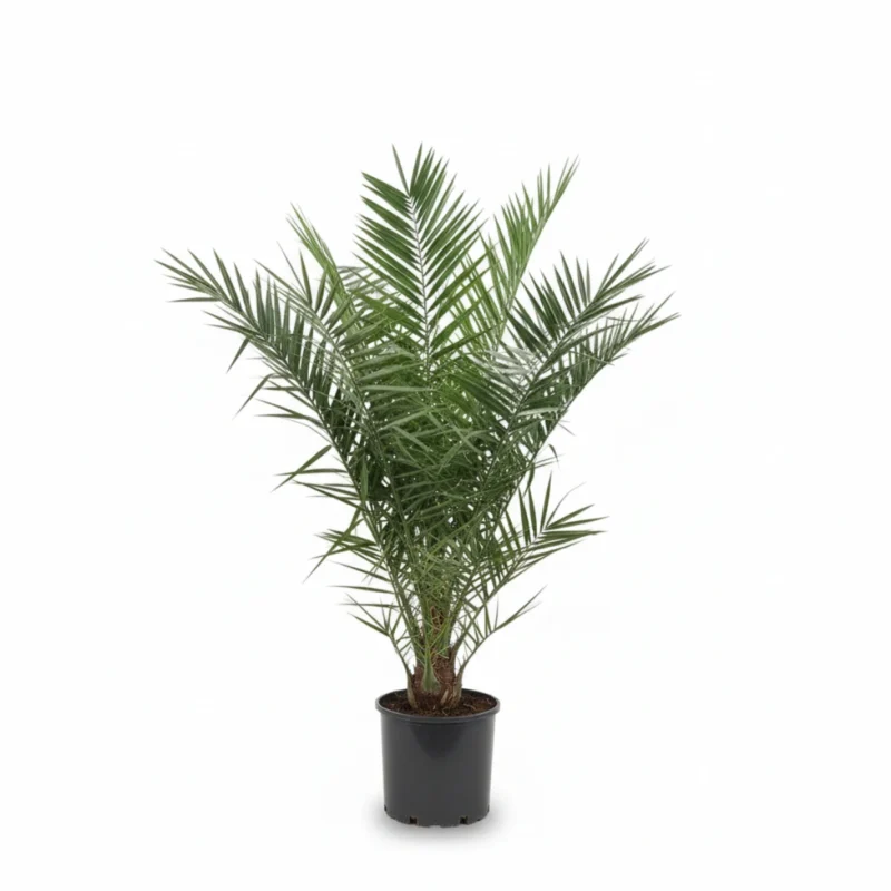 Kanarische Dadelpalm (Phoenix canariensis) kopen bij Plantscount