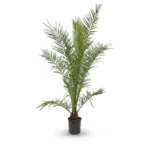 Kanarische Dadelpalm (Phoenix canariensis)