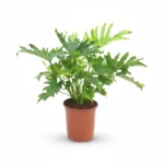 Philodendron Lickety Split