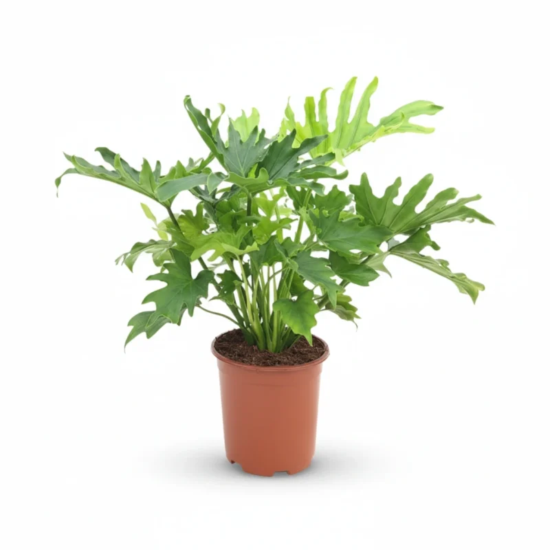 Philodendron Lickety Split kopen bij Plantscount