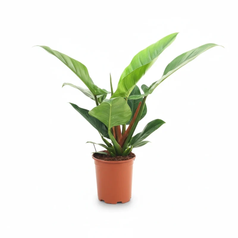 Philodendron ‘Imperial Green’ kopen bij Plantscount