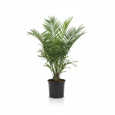 Kanarische Dadelpalm – Toef