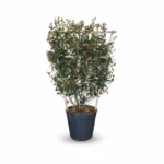 Glansmispel – Red Robin op rek