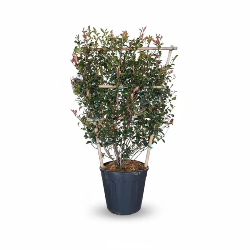 Glansmispel – Red Robin op rek kopen bij Plantscount