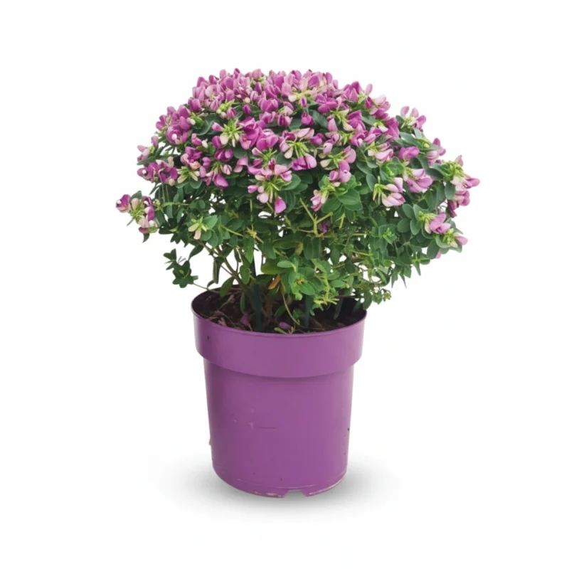 Kruisbloemstruik – Baby Pink struik kopen bij Plantscount