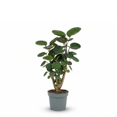 Polyscias scutellaria ‘Fabian’ – Aralia Fabian