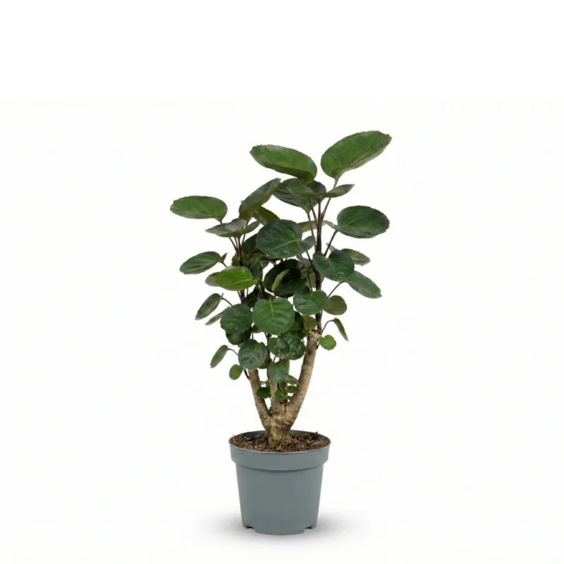 Polyscias scutellaria ‘Fabian’ – Aralia Fabian