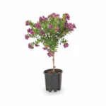 Kruisbloemstruik – op stam