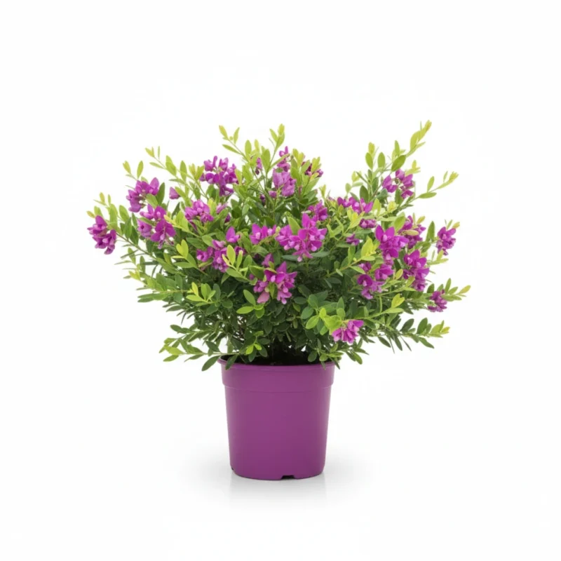 Kruisbloemstruik – Bush kopen bij Plantscount