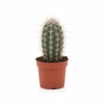 Pachycereus pringlei