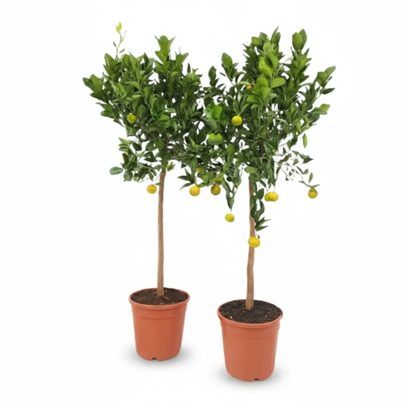 Citrusboom – Pursha op stam kopen bij Plantscount