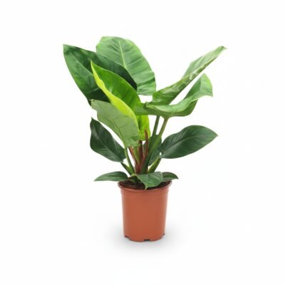 Philodendron ‘Imperial Green’ - 60