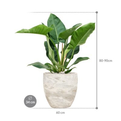 Philodendron ‘Imperial Green’ in Baq Algar – Potmaat 34 - afbeelding 2