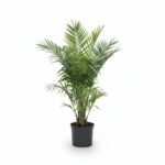 Kanarische Dadelpalm – 100 cm – potmaat 14