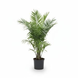 Phoenix Roebelenii Overig