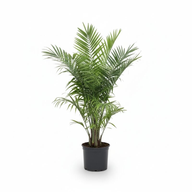Phoenix canariensis met gevederde groene bladeren