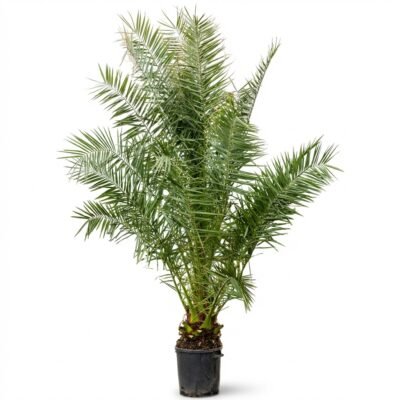 Phoenix canariensis 190 cm - potmaat 70