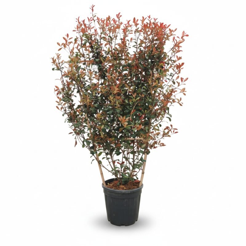 Glansmispel Red Robin – op rek kopen bij Plantscount