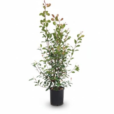 Glansmispel Red Robin – struik