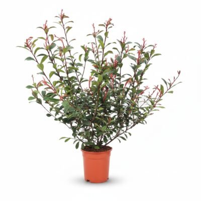 Glansmispel Robusta compacta struik