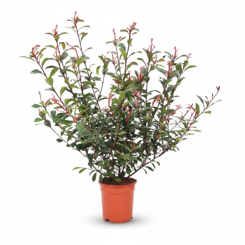 Glansmispel Robusta compacta met groen-rood blad