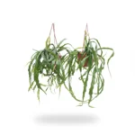 Koraalcactus – asuntapatense hangpot