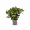 Rhododendron Hybride