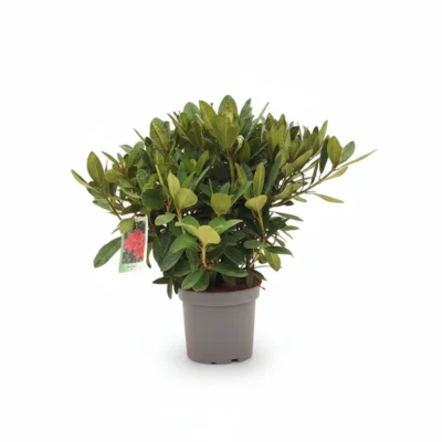 Rhododendron Hybride