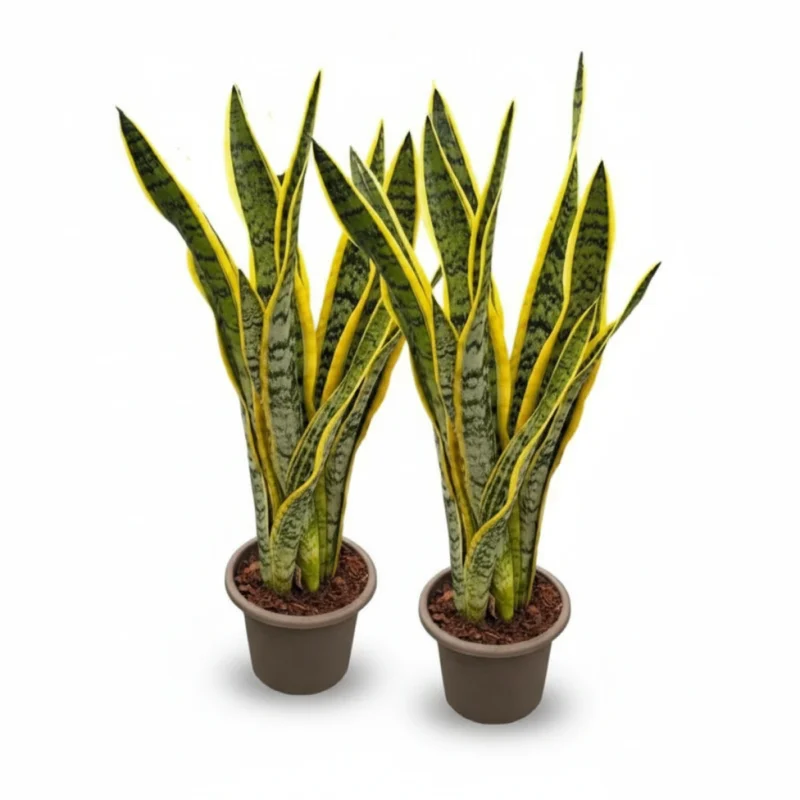 Vrouwentong Laurentii – Topline kopen bij Plantscount