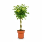 Schefflera Gold Capella gevlochten stam