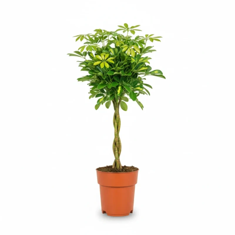 Schefflera Gold Capella gevlochten stam kopen bij Plantscount