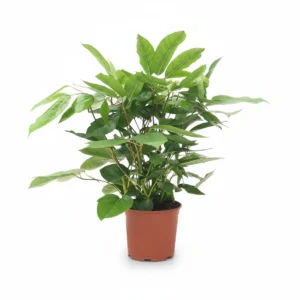 Schefflera Overig