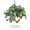 Scindapsus Pictus Silvery Ann Ampel Hangplant