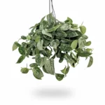 Satijnpothos – Silvery Ann Ampel Hangplant