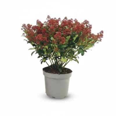 Skimmia – Rubella