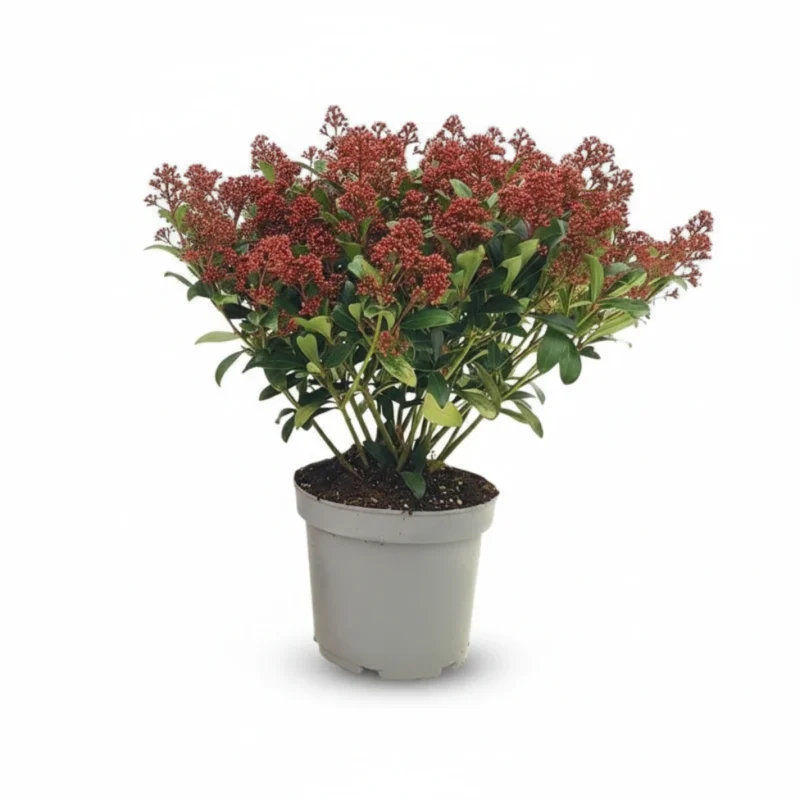 Skimmia – Rubella kopen bij Plantscount