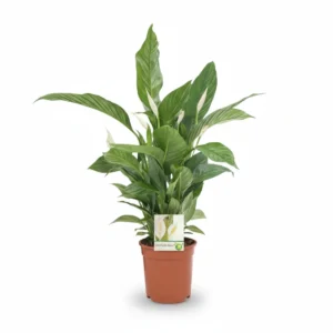 Spathiphyllum Overig