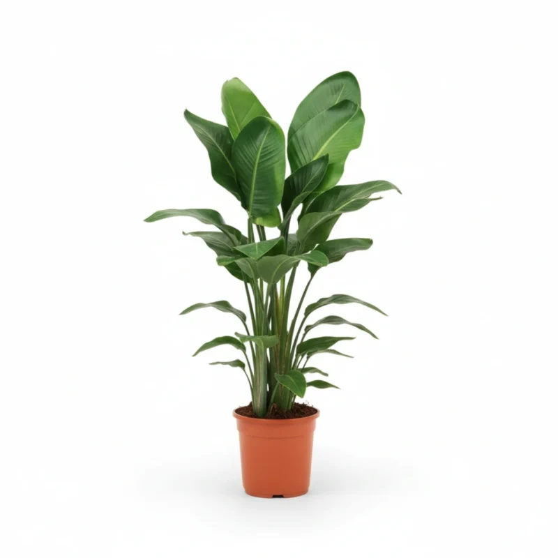 Strelitzia nicolai – Paradijsvogelplant 2-3pp kopen bij Plantscount