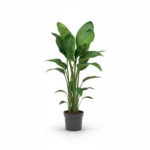 Strelitzia nicolai – Paradijsvogelplant 4pp