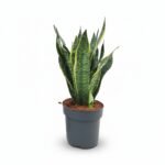 Vrouwentong Golden – Edge