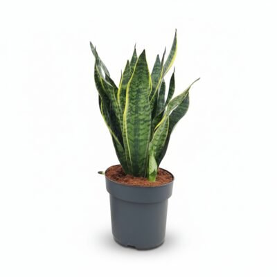 Vrouwentong Golden – Edge