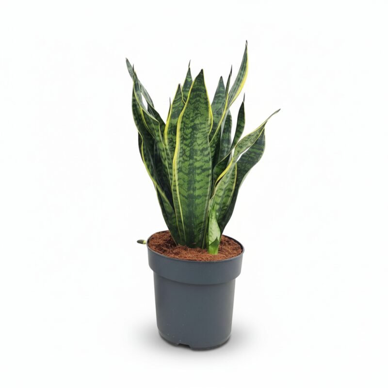 Vrouwentong Golden – Edge kopen bij Plantscount