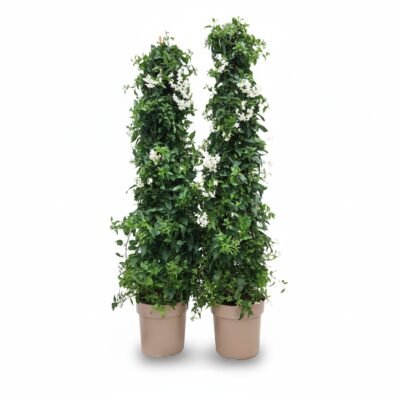 Solanum Jasmijn piramide wit