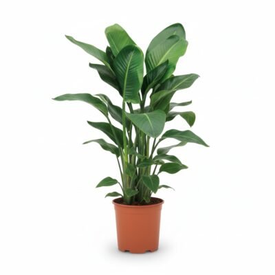 Paradijsvogelplant (Strelitzia nicolai)