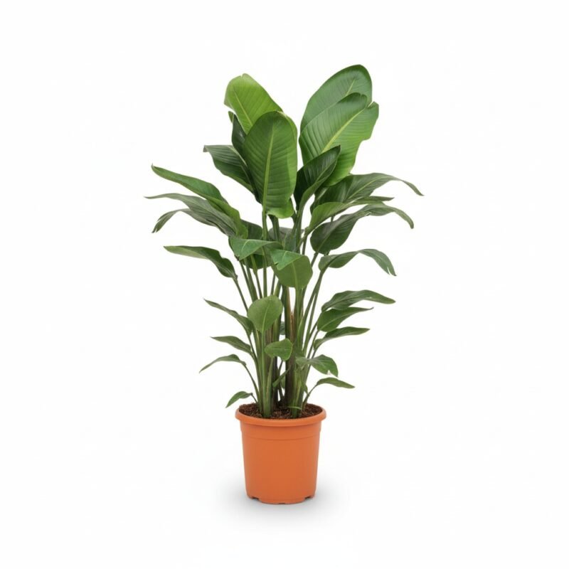 Paradijsvogelplant 5 per pot met langwerpige groene bladeren