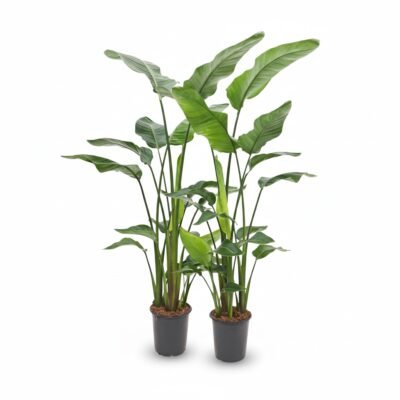 Strelitzia nicolai – Paradijsvogelplant 4pp - 155