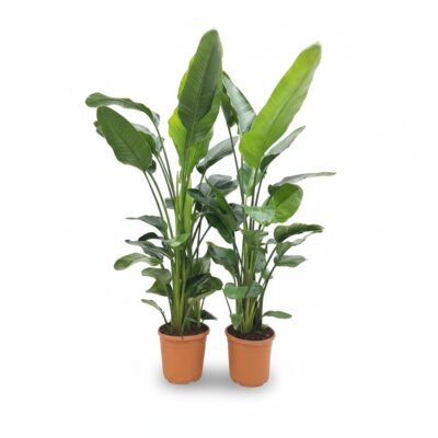 Strelitzia nicolai – Paradijsvogelplant 6pp - 175